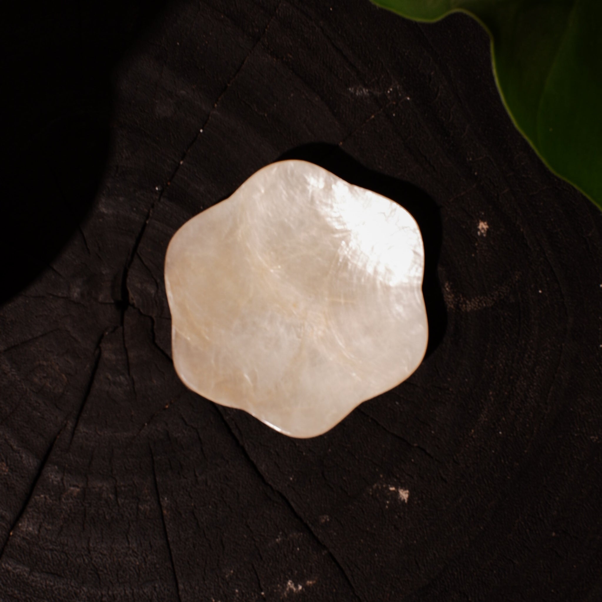 Frangipani Shells Tray