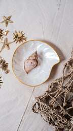Nautilus Shells Jewelry Tray