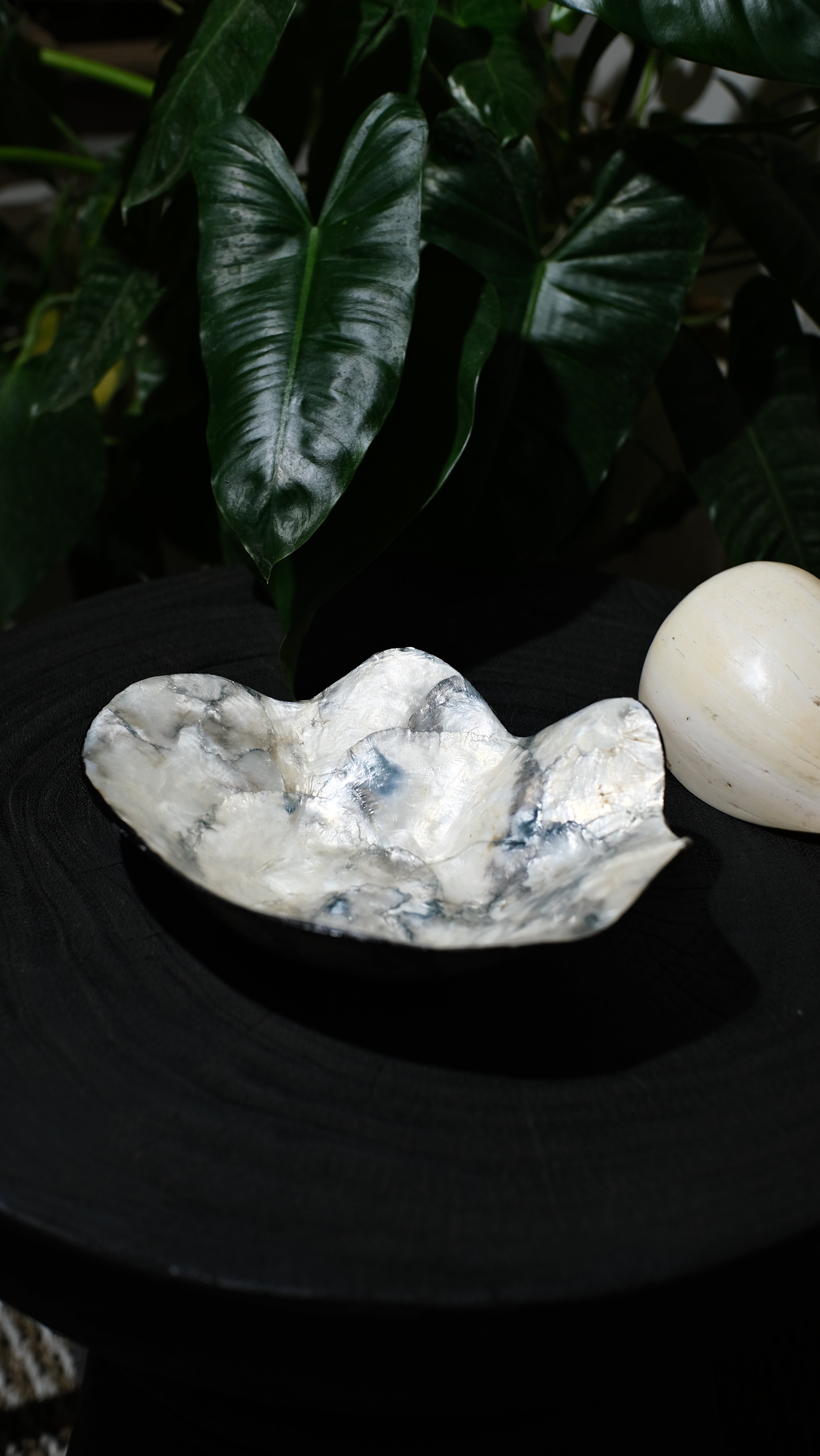 Black Shells Decorative Bowl