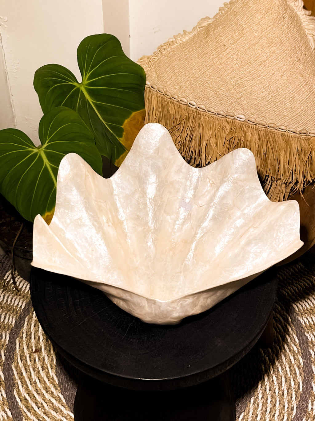 Shells Reclaimed Large Decorative