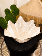 Shells Reclaimed Large Decorative