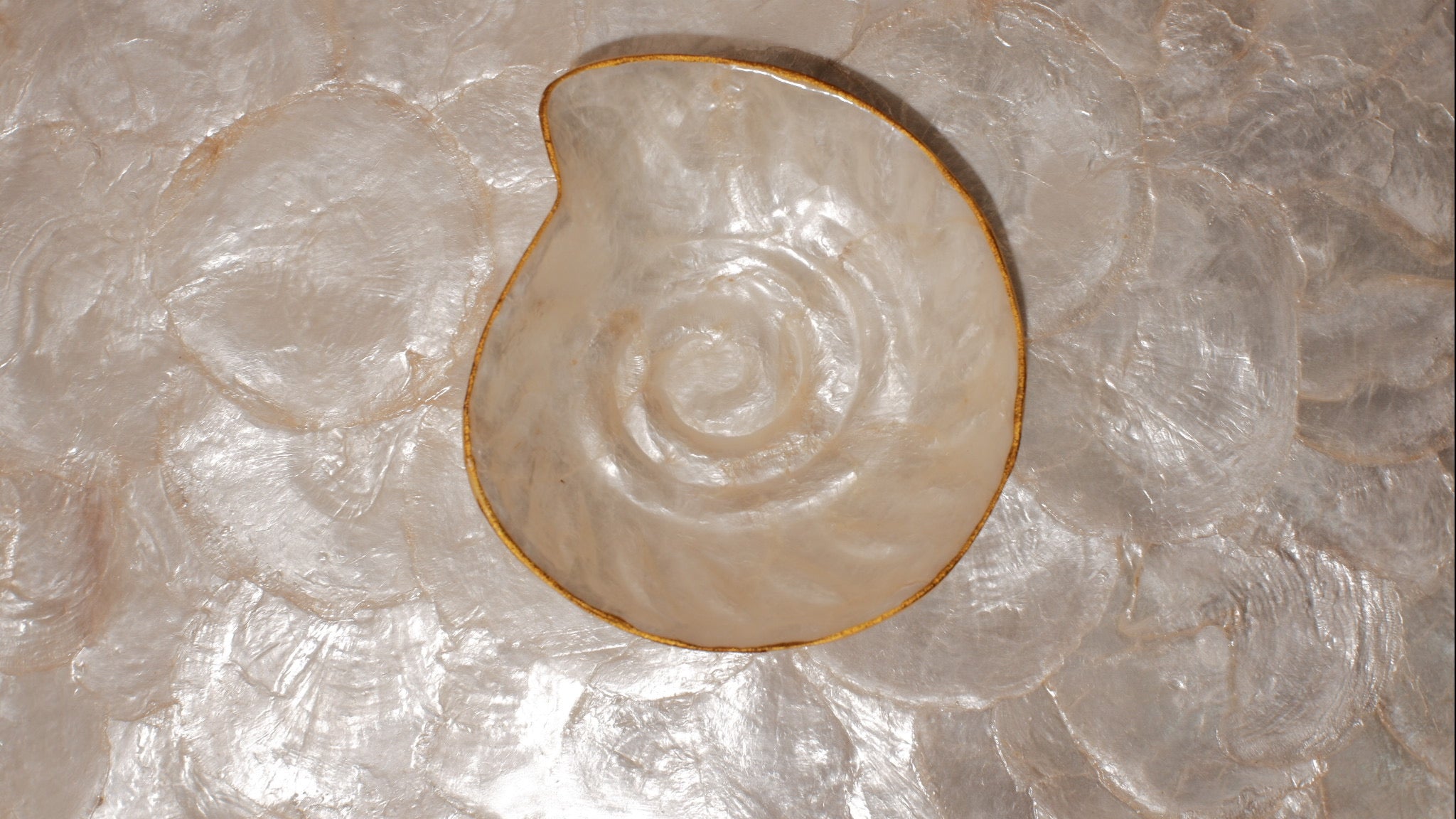 Nautilus Shells Jewelry Tray