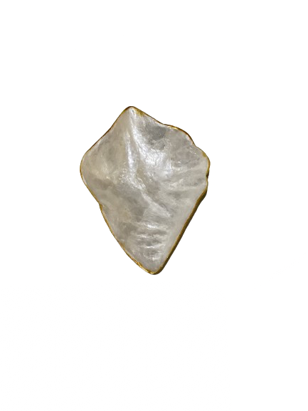 Conus Shells Jewelry Tray